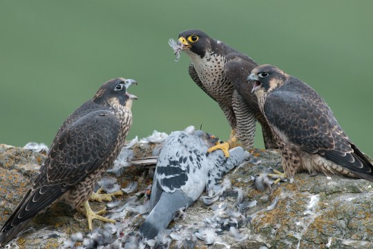 Adulter Wanderfalke brachte eine Taube als Beute für die beiden Jungvögel, die rechts und links mit aufgerissenem Schnabel auf einem Felsen sitzen | © Wolfgang Lorenz