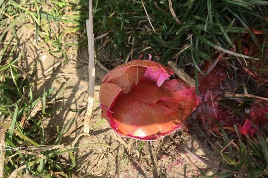 Vergiftetes Hühnerei