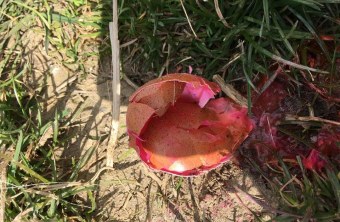 Vergiftetes Hühnerei