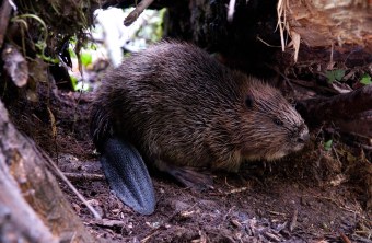 Biber an Land, man sieht den charakteristischen schwarzen Schwanz | © Wolfgang Lorenz