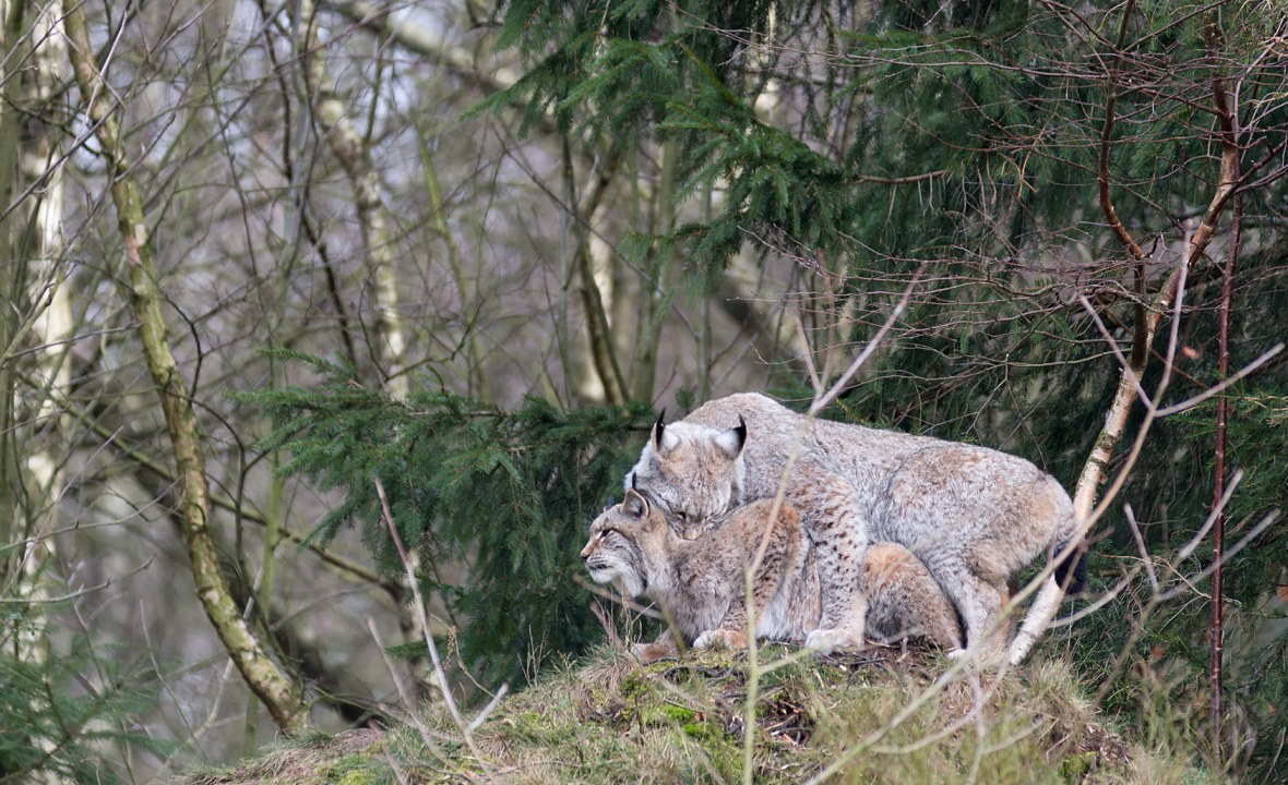 Zwei Luchse