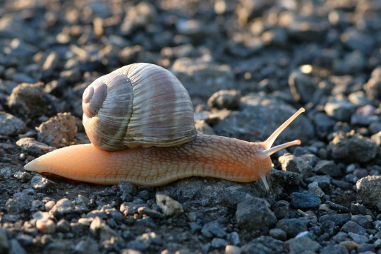 Weinbergschnecke | © Z. Tunka
