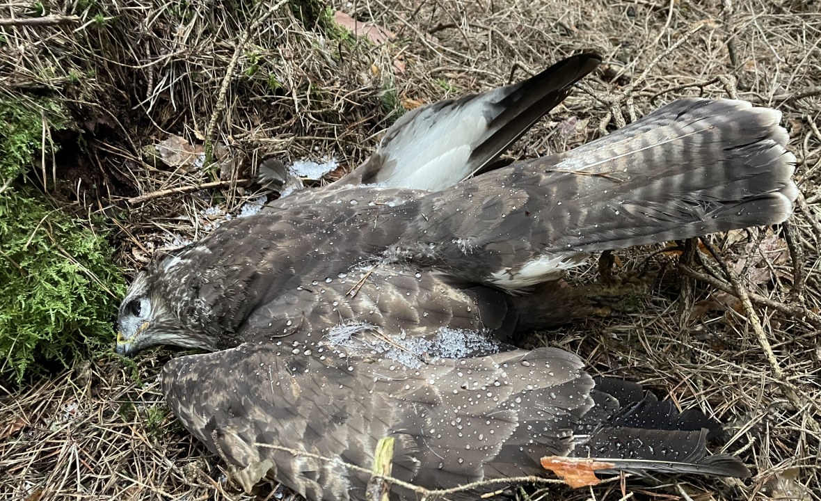 Toter Mäusebussard  | © Bettina Schröfl