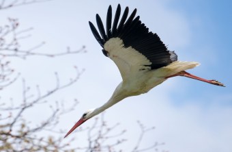 Storch | © Richard Straub