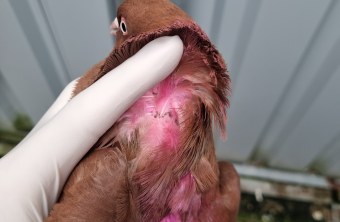 Taube mit Carbofuran im Nacken| © Ferdinand Baer