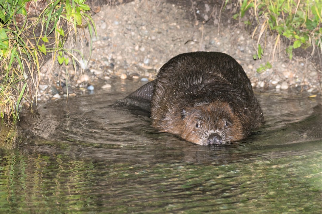 GP-35-21_Biber - Hartl Andreas _LBV Bildarchiv | © Hartl Andreas