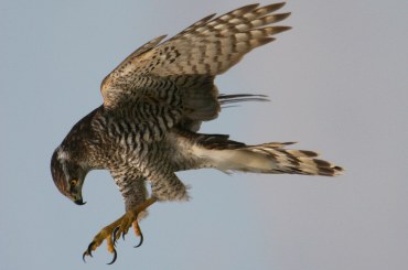 Habicht auf der Jagd | © Zdenek Tunka