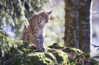 Luchs auf Felsen | © Markus Bosch