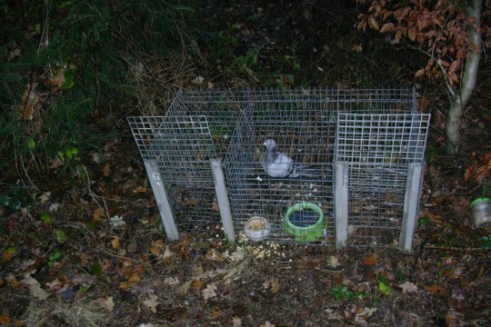 Drahtgitterfalle steht am Boden mit einer lebenden Taube darin | © Komitee gegen Vogelmord e.V.