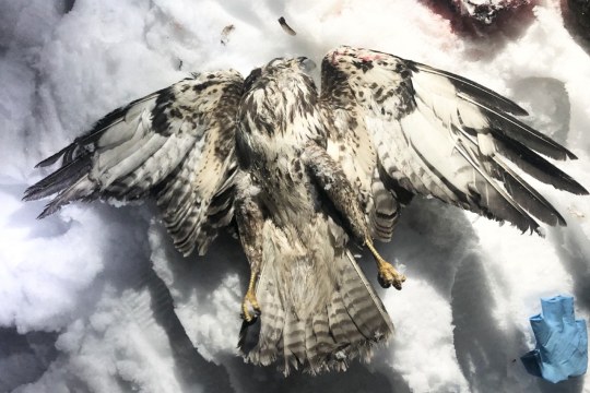 verkrampfter_Mäusebussard | © Bettina Schröfl