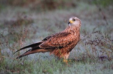 Rotmilan | © Dieter Hopf