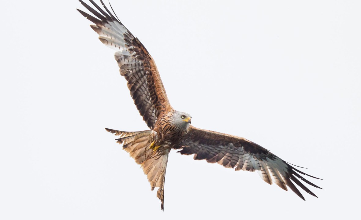 Rotmilan im Flug | © Marcus Bosch