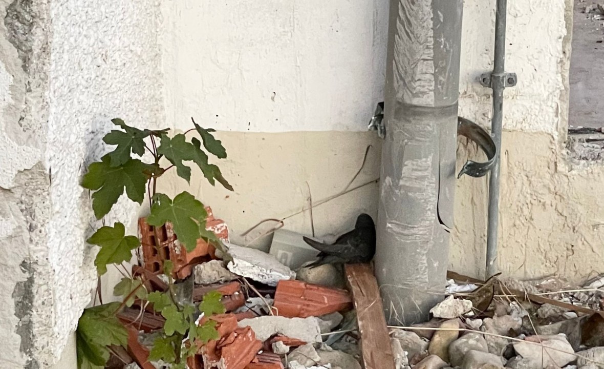 Gefundener junger Mauersegler in Gebäudeecke | © Bettina Schröfl