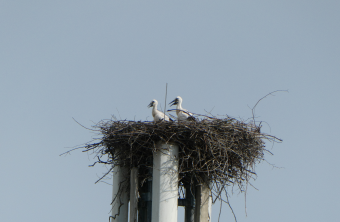 Jungstörche_Horst | © Julian Hauschild