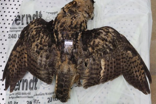 Uhu | © LGL Oberschleißheim