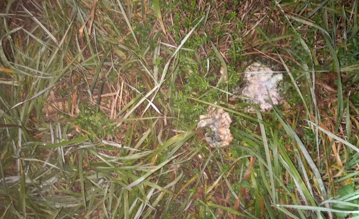 Erbrochener Giftköder | © Breitenhuber