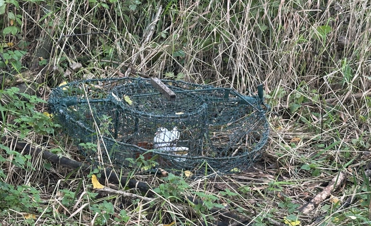 Habichtfangkorb mit Locktaube | © Bettine Schröfl