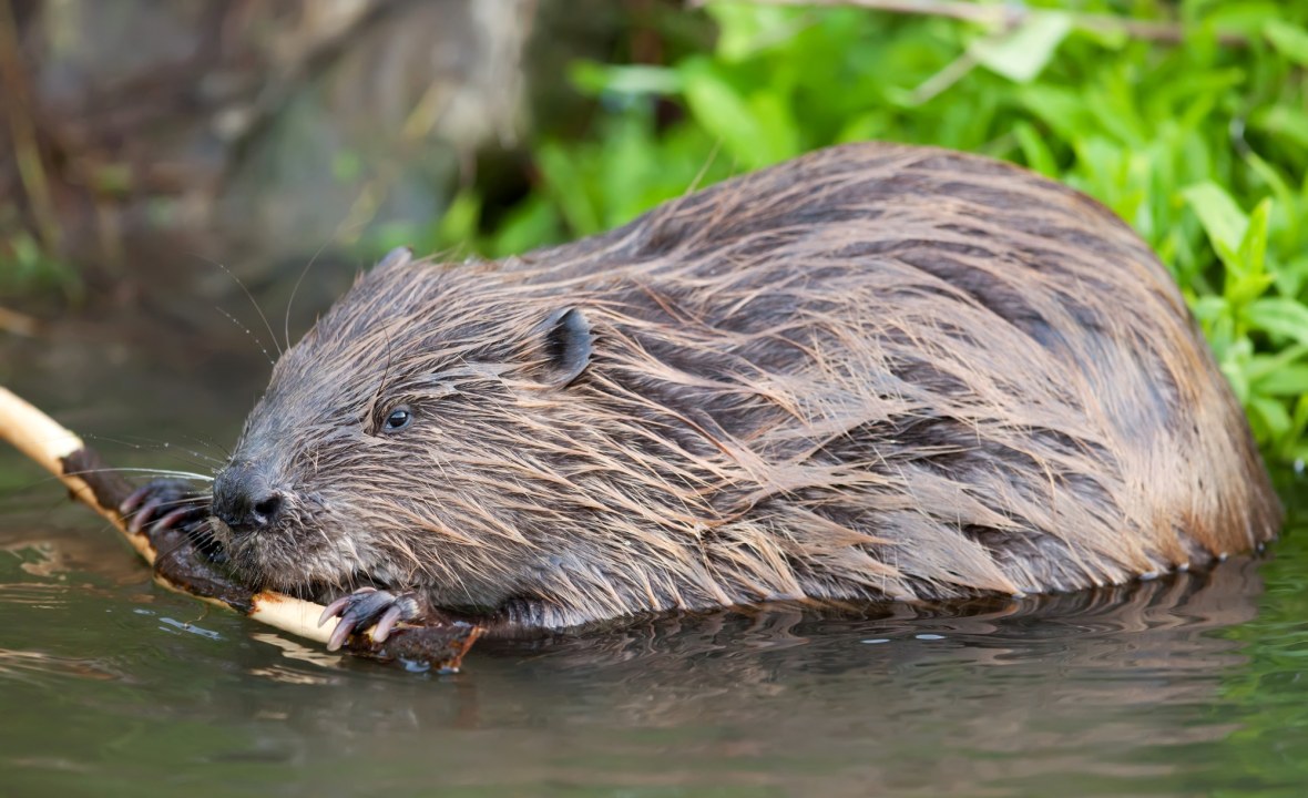 Biber | © Markus Glaessel