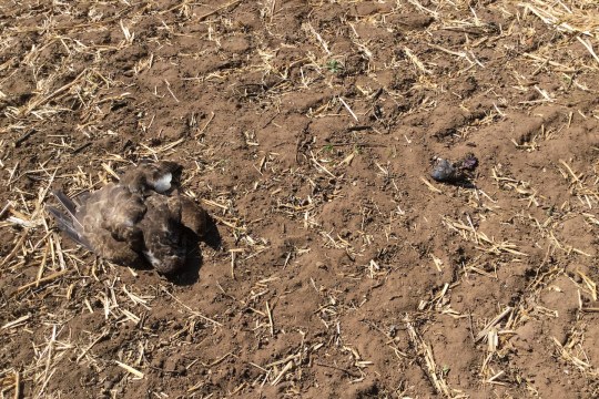 Toter Mäusebussard auf Acker | © W. Hoerlbacher