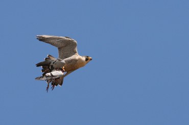Wanderfalke im Flug mit einer Taube | © Zdenek Tunka