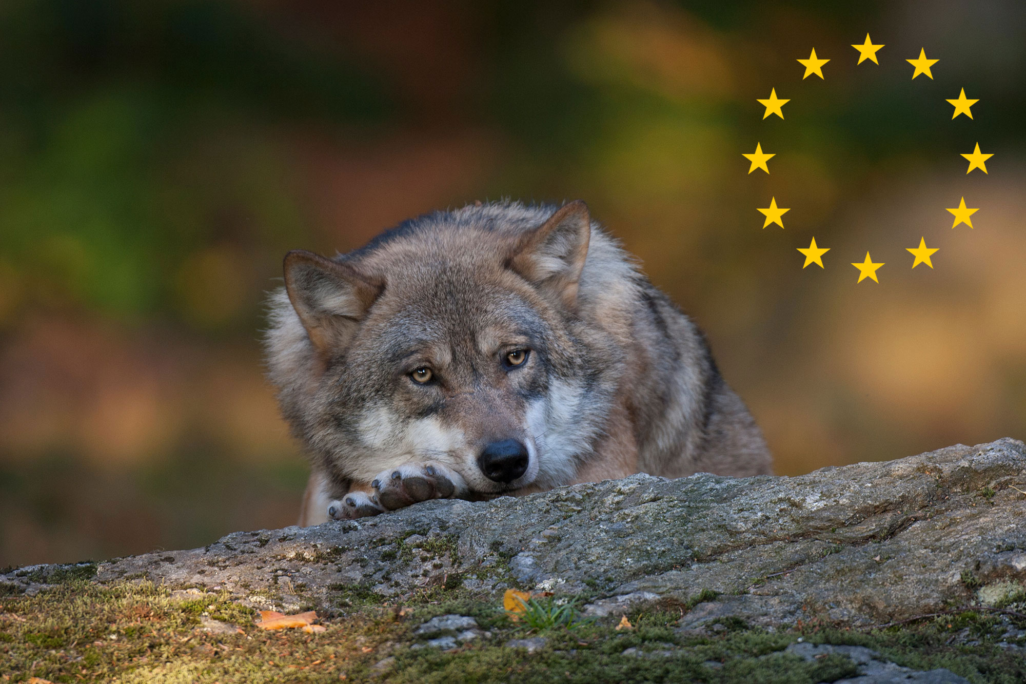 Wolf hat seinen Kopf auf die Pfoten gelegt, während er auf einem Baumstamm liegt | © Marcus Bosch