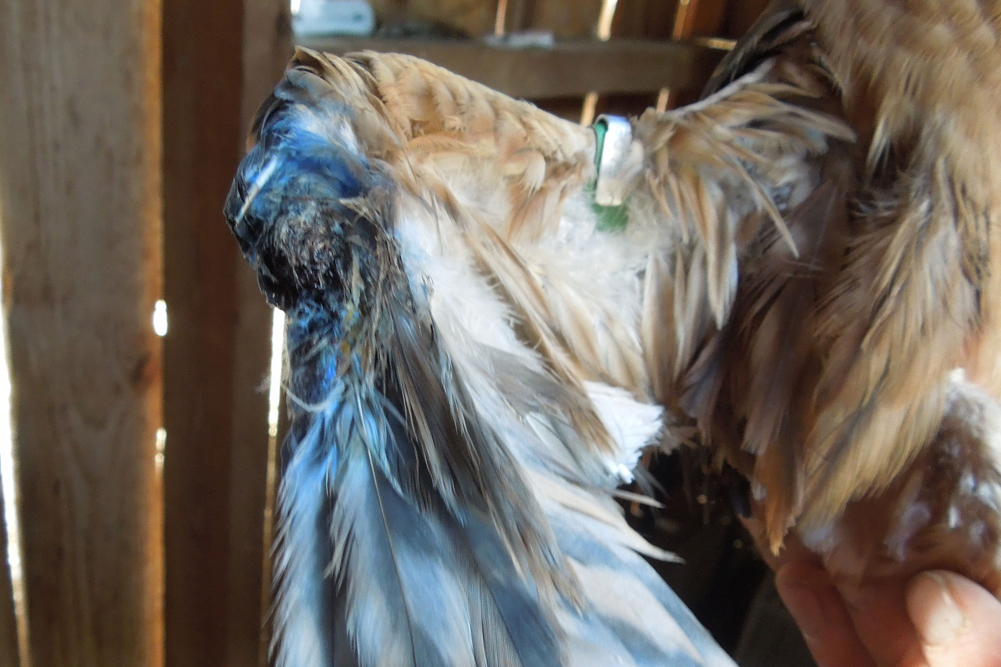 Flügel einer Wiesenweihe | © Christoph Bauer