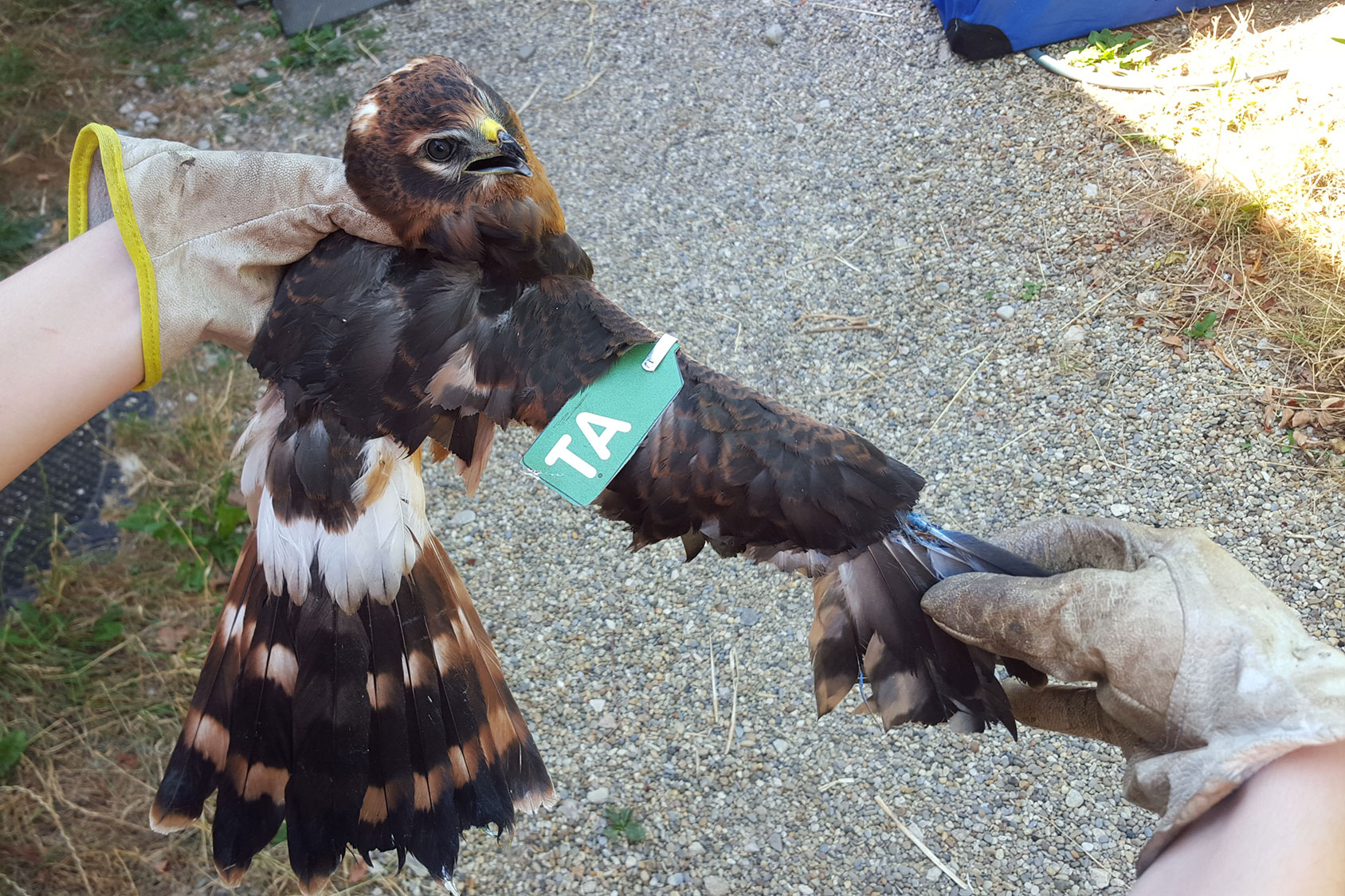 Oberseite eines Wiesenweiherflügels | © Nikolaus Haas