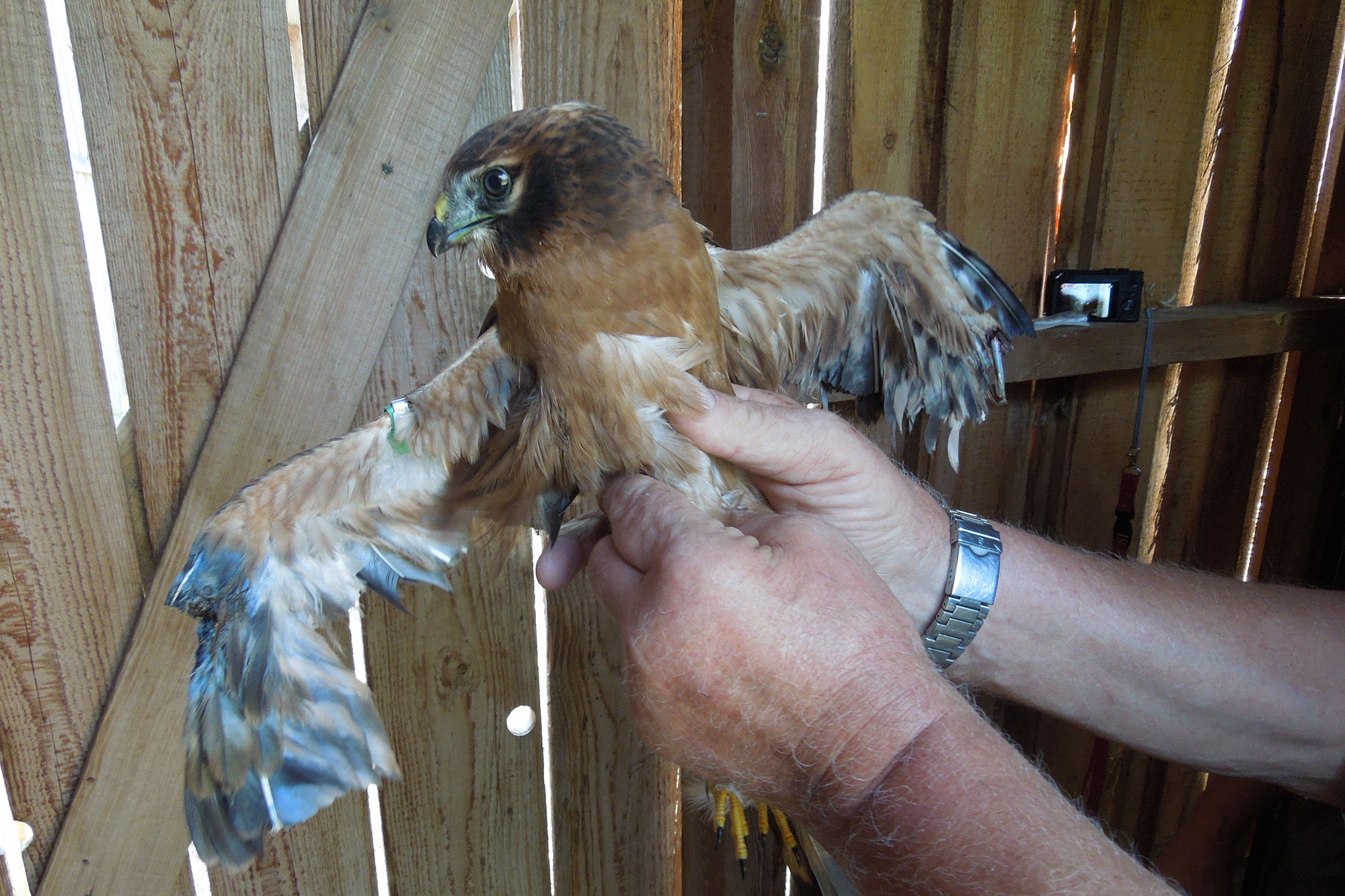 Wiesenweihe | © Christoph Bauer
