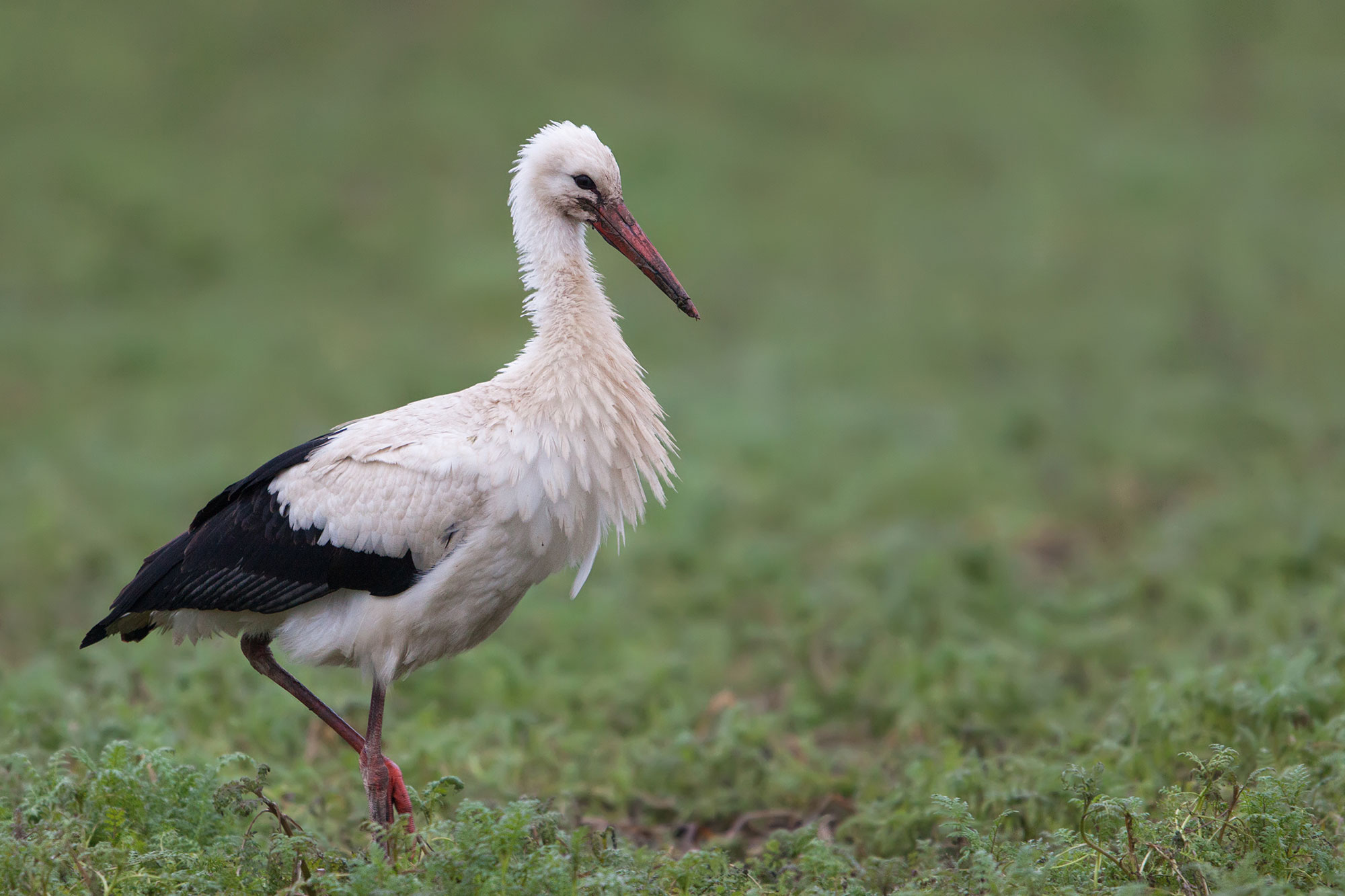 Storch | © Markus Gläßel