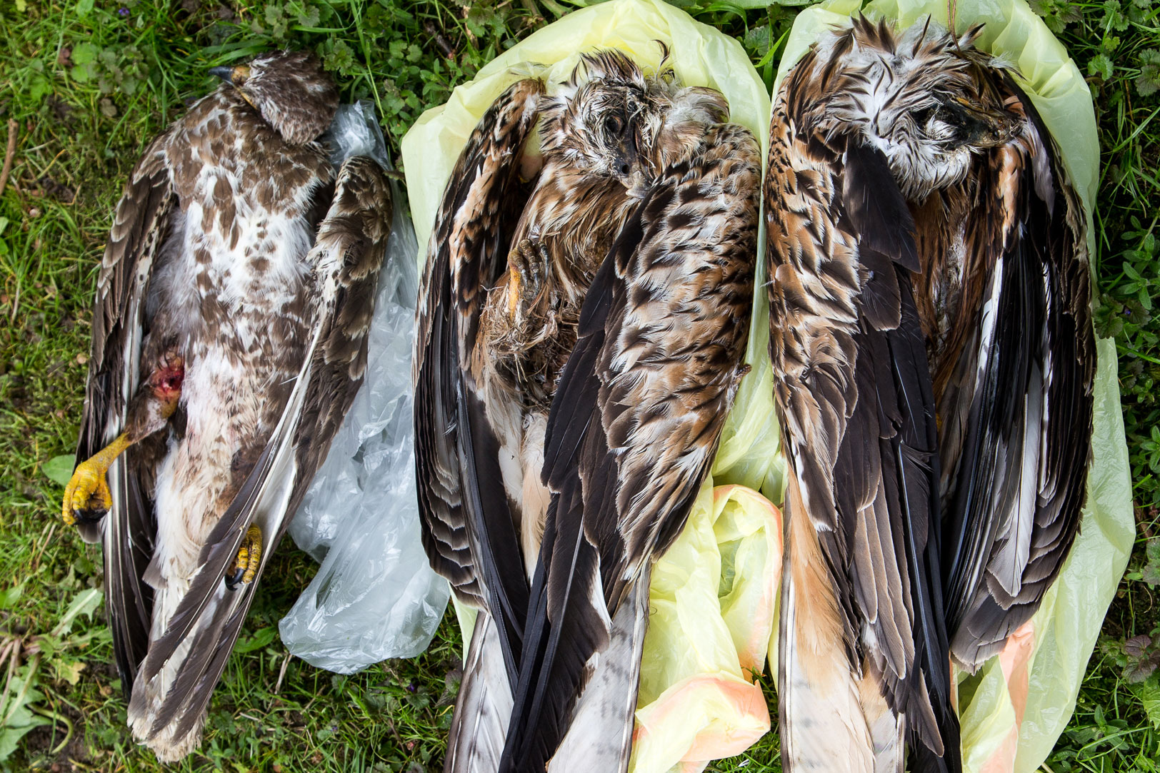 Ein toter Mäusebussard und zweite tote Rotmilane liegen auf einer gelben Plastikfolie auf Gras | © Dieter Renner