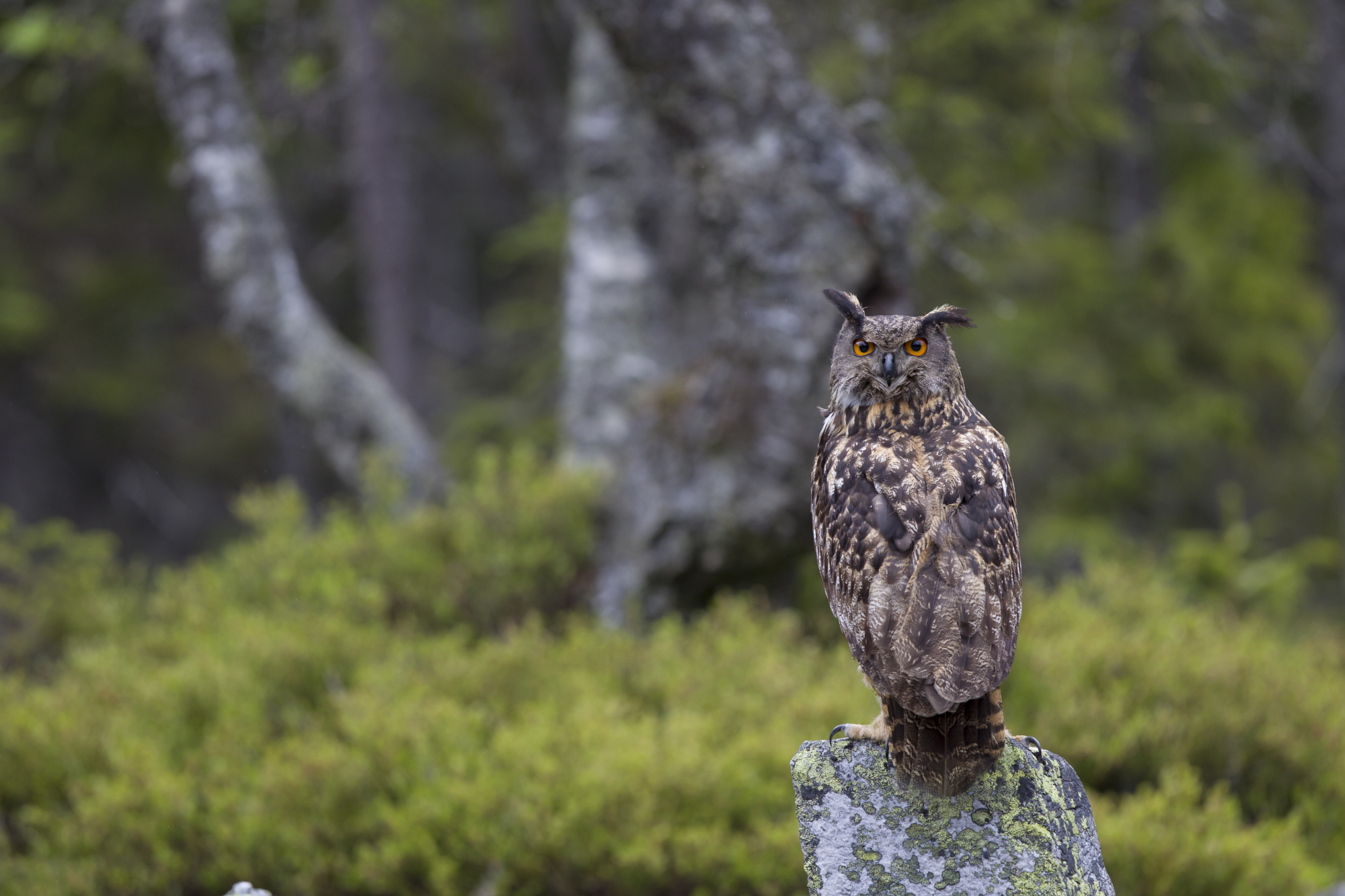 Ein Uhu sitzt auf einem Stein | © Marcus Bosch
