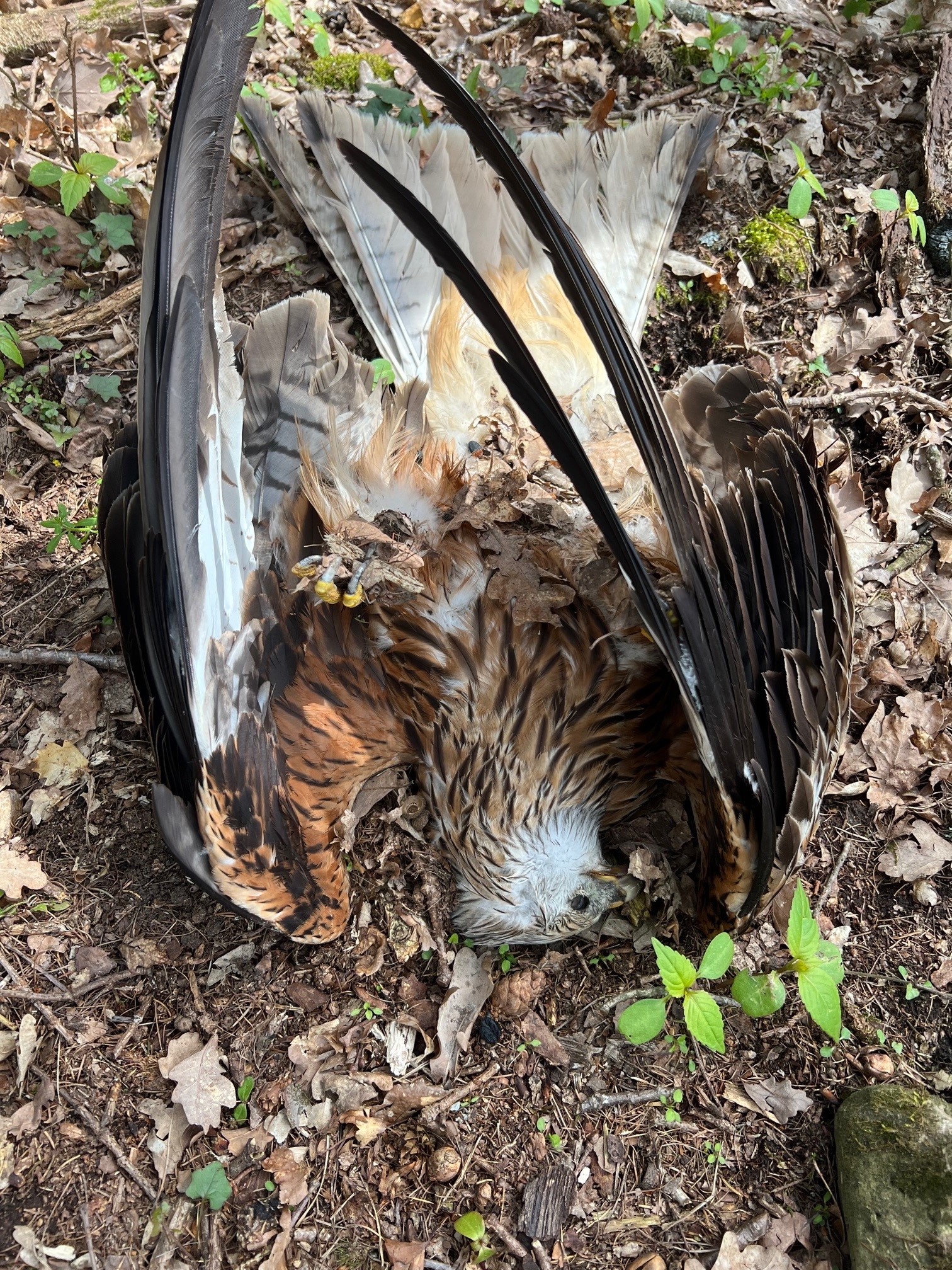 Toter Rotmilan  | © Thomas Aumer